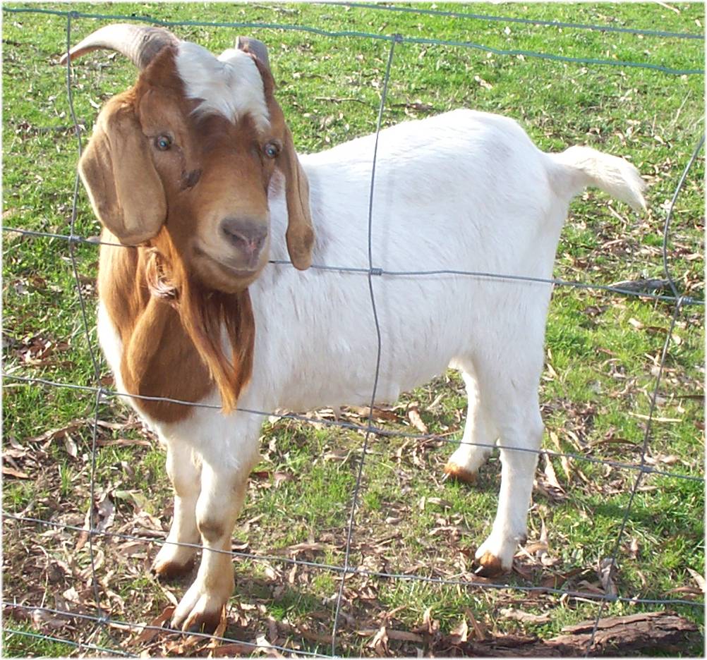 Goat6.jpg